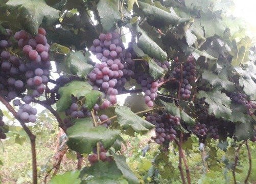 Fruticultores