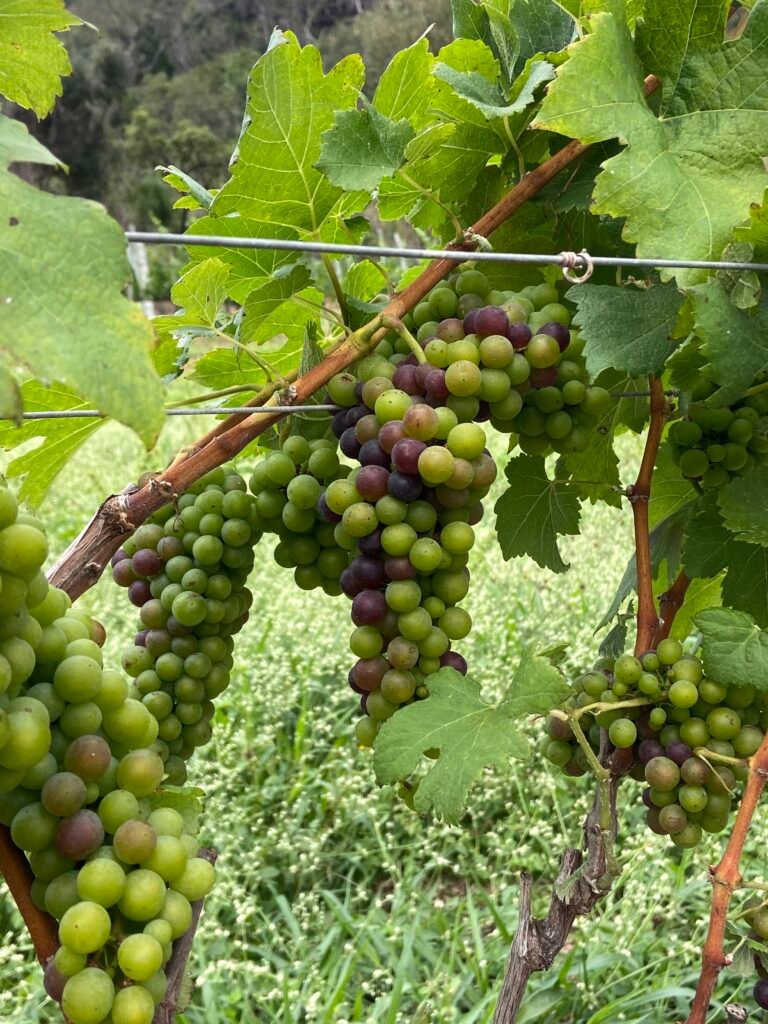 Vinícola Moradas da Serra